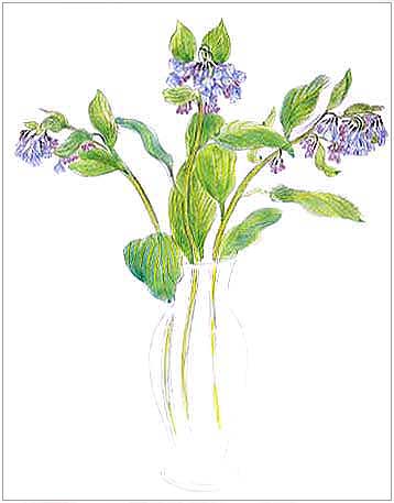 Virginia Bluebells image