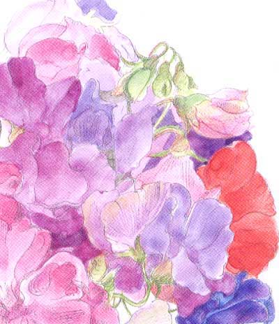 Sweet Peas detail image